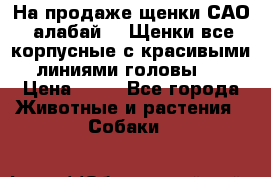 На продаже щенки САО (алабай ). Щенки все корпусные с красивыми линиями головы . › Цена ­ 30 - Все города Животные и растения » Собаки   